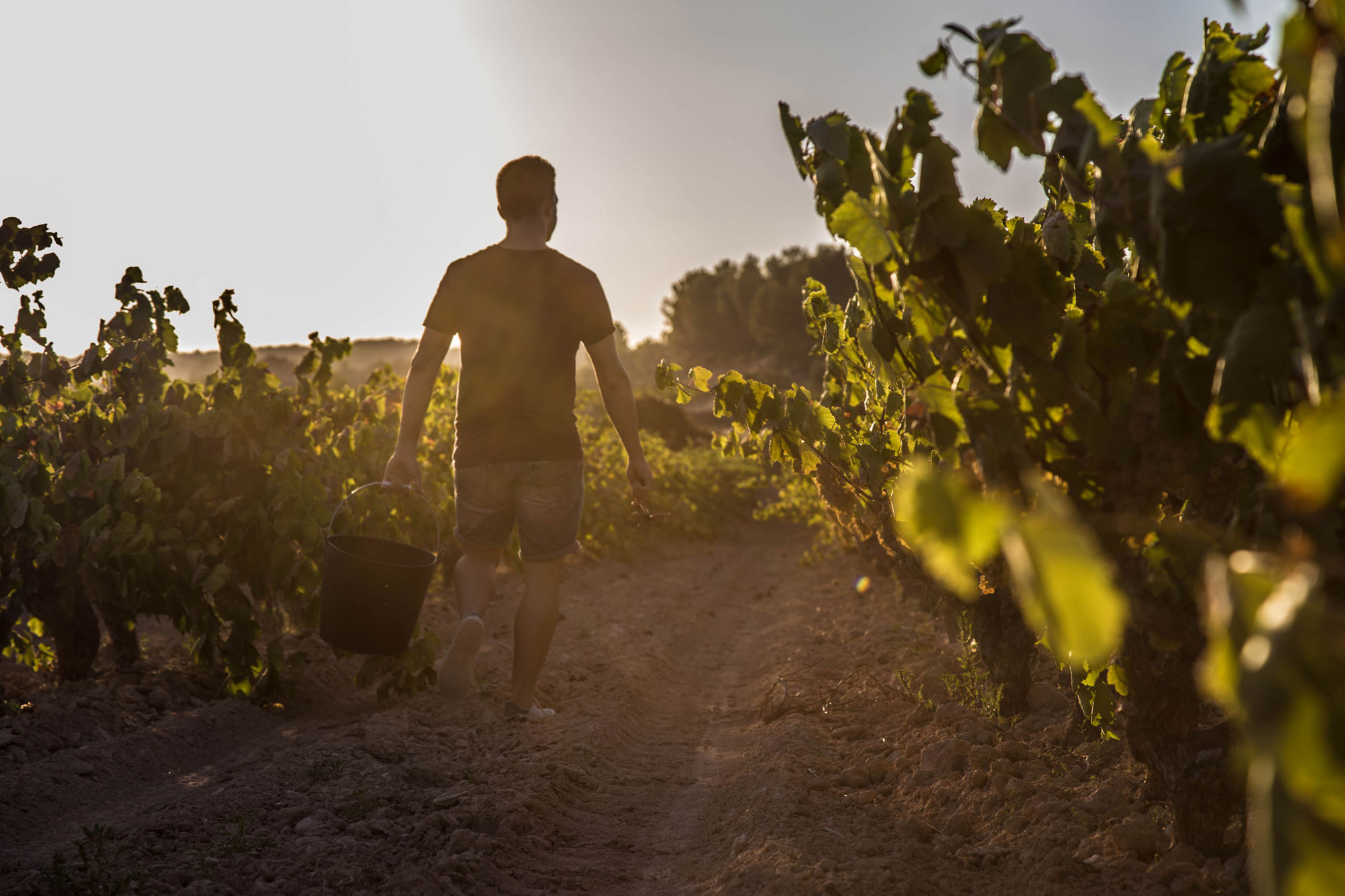 origan-vinyes origan-vinyes